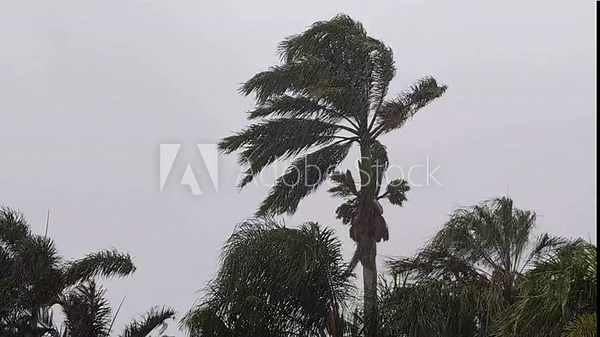 Vidéo Stock Palm trees blowing in the wind and rain falling during a storm