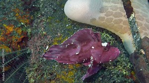 A red scorpion fish sits on the rocky seabed next to a beautiful starfish and sways from side to side. Leaf scorpionfish (Taenianotus triacanthus) 10 cm. Extremely variable in color. Stock Video