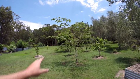 Panama Berry - Tastes Like Cotton Candy (Muntingia)