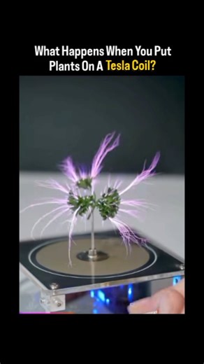 @trendzoneworld369 on Instagram: "Plants vs Tesla Coil — why broccoli, dandelion and chestnut spark differently under high voltage. ⚡🌿 In the viral clip by @SER_PR_1, different plants — broccoli, dandelion, and horse chestnut — are placed on a Skuratovsky Tesla Coil, producing dramatically different electrical discharge patterns. It looks surreal, but the effect is governed by high-voltage physics, moisture content, and plant structure. 🔬⚡ A Tesla coil generates very high voltage, high frequen