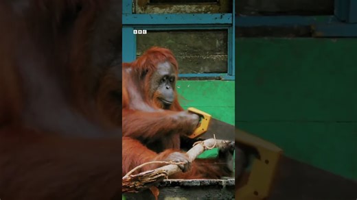 Orangutan Facts That Will Blow Your Mind