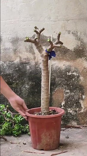 How to Prune Jade Plant for Bushy Growth and Better Shape
