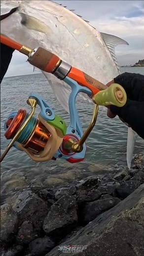 CAPTAIN JAVA CANDY EDITION VS QUEENFISH‼️#aseprescue #trending #fishing #fish #mancing #fyp #shorts