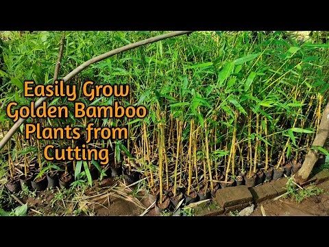 How to Grow Golden Bamboo plant from cuttings|Propagate Golden Bamboo|पीले बाँस को कटिंग से उगाए|