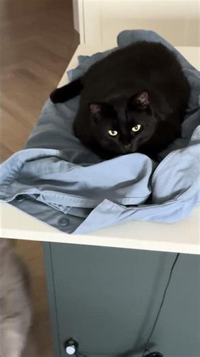 Domestic Black Cat, claiming my jacket #blackcat #cat
