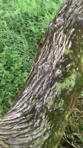 オオスズメバチ見つけたらそりゃ捕るわな #超小型手持ち扇風機 #手持ち扇風機 #携帯扇風機 #オオスズメバチ #スズメバチ #蜂 #🐝 #捕獲 #採集 #生き物 #昆虫 #涼しい