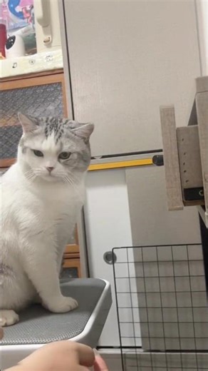 Awkward Cat Moments Caught on Camera 😳😂