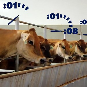 3.9K views · 139 reactions | What do you get when you add technology to dairy farms? Robotic milkers! That’s right — for Tillamook farms that use robotic milkers, cows can choose when and how often they are milked. It’s just another way we are dedicated to healthful cows that make better products for everyone to enjoy. Learn more about our cow care at Tillamook.com/Stewardship. . . . #Tillamook #BCorp #Cows | Tillamook County Creamery Association | Facebook