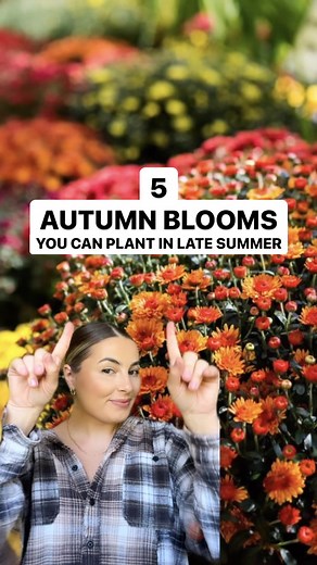 5 Autumn Blooms to Plant in Late Summer