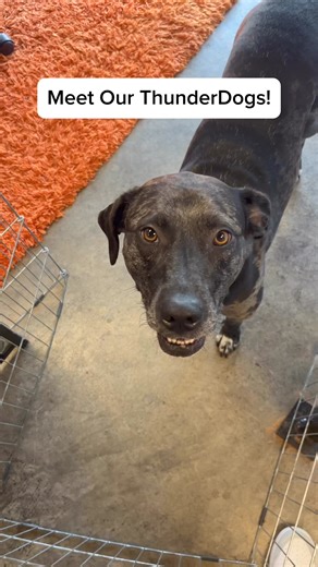1.2K views · 3 comments | Our ThunderShirt office dogs are a unique bunch, but they’re the best!  Don’t forget to tell us who your favorite is in the comments  | ThunderWorks | Facebook