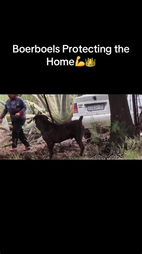 Boerboels: The Ultimate Home Guard Dogs