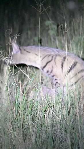 1.5K views · 23 reactions | Meet the aardwolf — a shy, nocturnal...