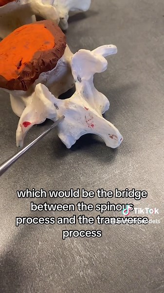 Human Anatomy Models on TikTok