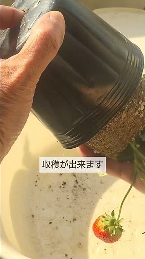 4/7【イチゴ】植付け こうして植付けをすれば根腐れで枯らさずに収穫が出来ます