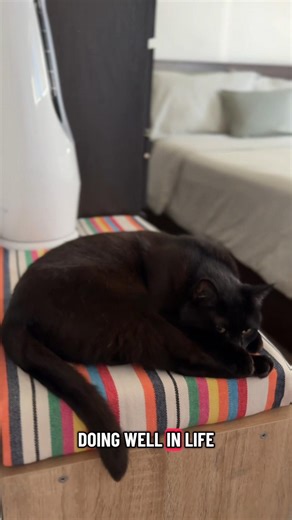 Yin-Yang (@yhcooms_)’s videos with original sound - Cat logy