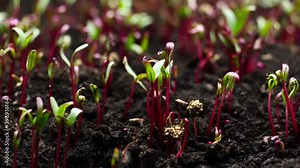 Plant Growing in Timelapse, Beet seeds, Sprouts Germination, Spring and Summer Agriculture