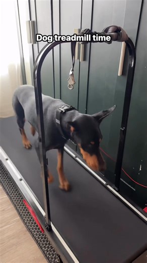 #doberman #cutedog #dogtreadmill #dobermanpinscher #cutedoberman #dogexercise #cutepuppy #funnydog #funnypuppy | Maze the Doberman