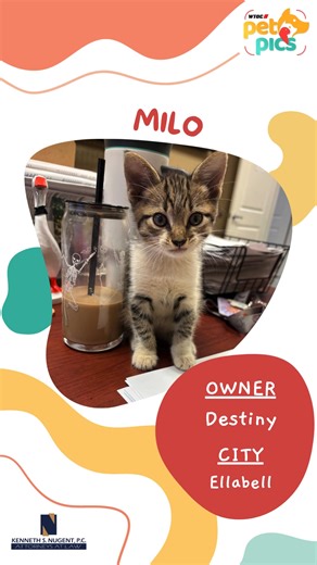 This week's WTOC Pet Pic is Milo! Submit your pet for a chance to be featured on The News at Daybreak! https://www.wtoc.com/page/pet-pics/ #wtoc #PetPics Sponsored by: Attorney Ken Nugent | WTOC-TV