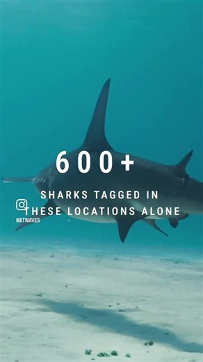 Reflecting on our contributions to shark research over the years