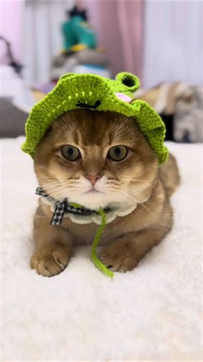 Crocheted frog hat, it looks so cute on a cat! 🐸#sewing#crochet#pattern#diy#handmade#pdftemplate