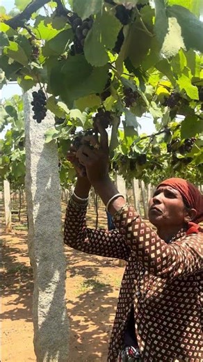 Clusters of Joy: Harvest Edition – grapes harvesting