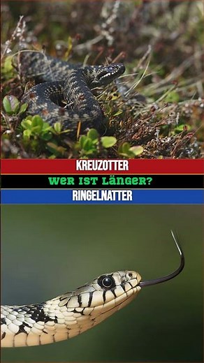 Wer wird länger? Die Kreuzotter oder die Ringelnatter?