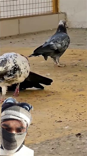 #kabootar #kabootarloft05 #pigeon #pigeonlaver #kabootarba #kabutar #pigeonlover