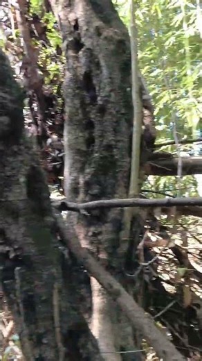 The tree trunk is split,A major branch snapped off