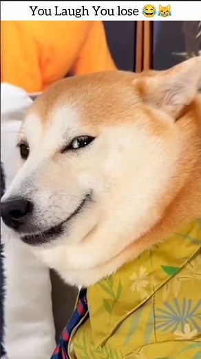 Try Not To laugh 😂 Funny Animals #2