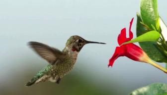 1.6K views · 41 reactions | Ruby-throated Hummingbirds (Ho-Chunk:...