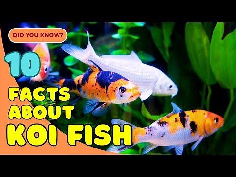 10 Fascinating Facts About Koi Fish You Didn’t Know! 🐟