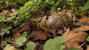 North American box turtle (Terrapene) small turtles with a convex shell. They live in the USA and Mexico near bodies of water. Stock Video