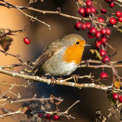 ⭐Our wildlife wins from 2025…⭐ These are some of the photos you loved most this year: • Butterfly bonanza – silver-studded blues • England’s first wild beaver release, here in Purbeck • A shimmering blue swallow • A surge in seahorse numbers • A gorgeous goldcrest • Cute Konik pony and foal • Purple haze on the heaths • A robin and berry bonanza Stay with us in 2026 for more inspiring nature stories and ways you can join in or help out. 👉Which was your favourite wildlife moment of 2025? Tell us