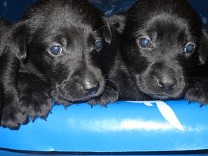 Lab Puppies For Sale