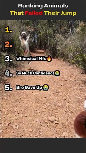 Ranked: Animals That Failed Their Jump