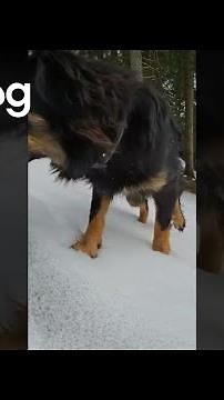 Snow Fleas || ViralHog