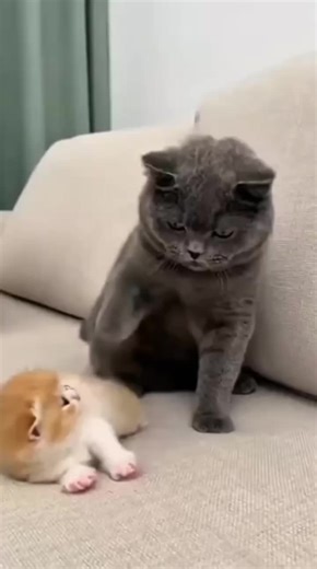 Hilarious Cat Prank Compilation