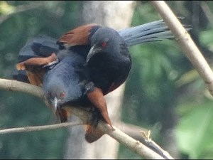 Greater Coucal Mating