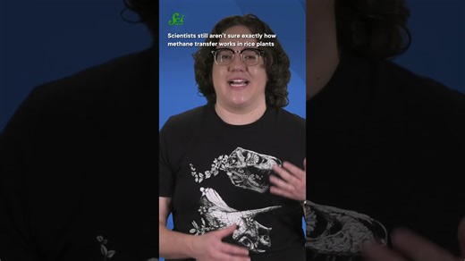 The surprisingly large carbon footprint of rice #science #scishow #rice #climatechange