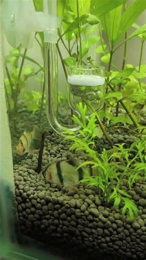 Planted Aquarium Cleaning with Tiger Barbs | 60s #tigerbarb #plantedtank #plantedaquarium #spellfish