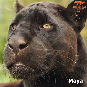 340K views · 10K reactions |  These are the beautiful faces of the cats we have here at The Big Cat Sanctuary. 女We are so fortunate to care for these beautiful animals and we will always maintain the highest standard of care possible for our cats to keep them happy and healthy.  Buy them a gift from Amazon Wish List > bit.ly/BCSAmazonWishList | The Big Cat Sanctuary | Facebook