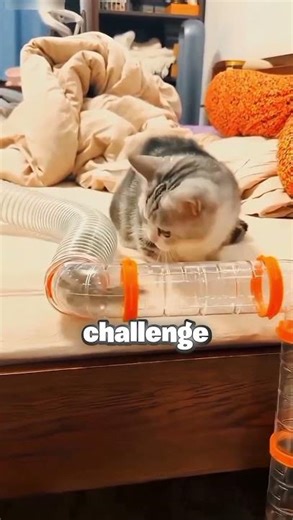 Can This Tiny Chipmunk Outsmart a Giant Cat? 🐱💨