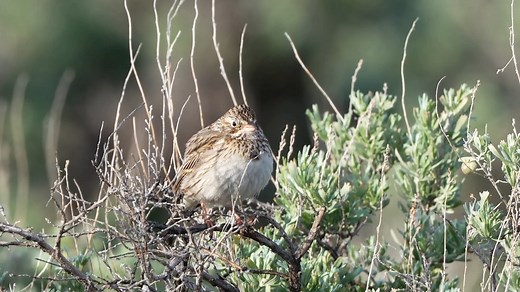 Oregon vesper sparrow singing (Pooecetes gramineus affinis) It is found in Oregon is fifth in bird species diversity in the United States, behind Florida, New Mexico, Texas and California. | BIRDS & Nature