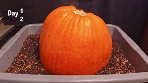 Watch These Worms Devour A Pumpkin in This 100-Second Compost Timelapse [Video] • Insteading