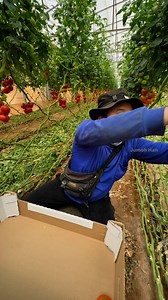 Harvesting Tomato 🍅 #tomato #vegetables #agriculture #food #satisfying #farming #reels #garden #asmr #gardening #greenhouse #fruits #shorts #gardenharvest #gardeningtips #harvesting #harvestingtime | JUMOH Han