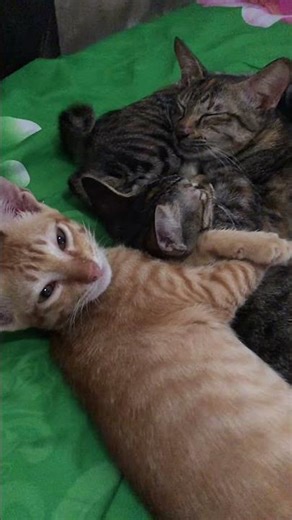 See your cats reactions #cat #kitten