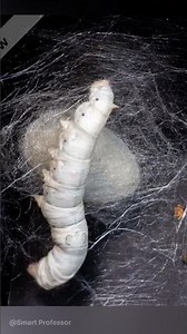 Silkworm making Cocoon | Bombyx Mori | Sericulture
