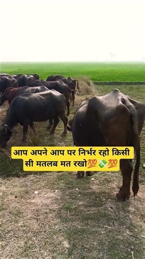 ap apna ap par nirbhar raho Kisi Sa matlab mat rakho #viral vedeo 💯💸💫
