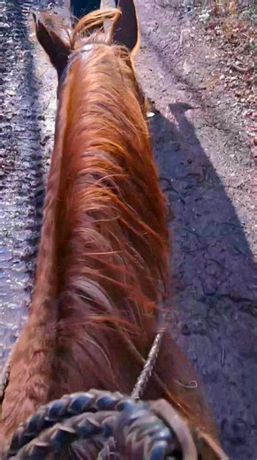 Winter doesn’t mean the trails go quiet here on Magic Mountain ❄️🐎 Bundle up and saddle up—our horseback trail rides continue all through the winter! There’s something extra magical about crisp air, frosty mornings, and the soft sound of hooves on quiet trails. The horses are happy, the views are peaceful, and the experience feels straight out of a storybook. Whether you’re chasing adventure, seeking calm, or just looking for a unique way to enjoy the season, winter rides offer a cozy kind of w