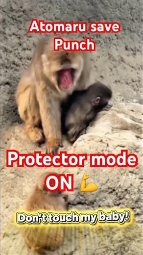 Atomaru Saves Baby Punch 😳🐒 | Cute Twist at the End! #viral #shorts #animals #punch
